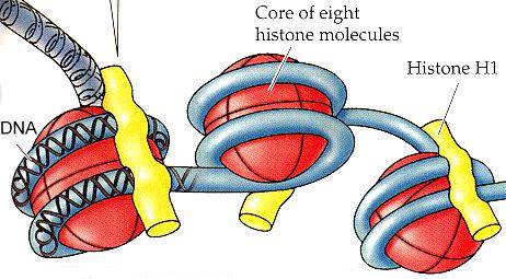 per quasi 2 volte attorno ad un complesso a forma di disco formato da 8 molecole di istoni (due di ciascuni degli istoni H2A, H2B, H3 e H4).
