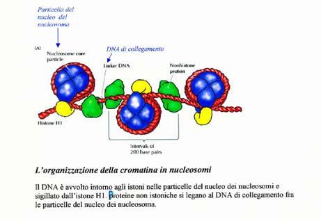 edu/biochem/kah n/teach_res/ Nota: Il DNA è complessato con le proteine istoniche e non istoniche per formare la cromatina solo nelle cellule eucariote.