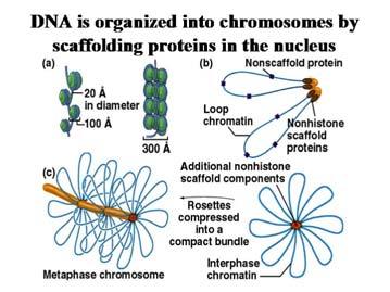 Cromatina ETEROCROMATINA E EUCROMATINA Eterocromatina e eucromatina (1) Alla fine della mitosi, la maggior parte