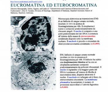 ETEROCROMATINA, per distinguerla dall EUCROMATINA che invece ritorna ad uno stadio disperso.