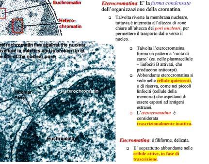 Eterocromatina Costitutiva Eterocromatina costitutiva: rimane nello stato condensato in tutti gli stadi del ciclo