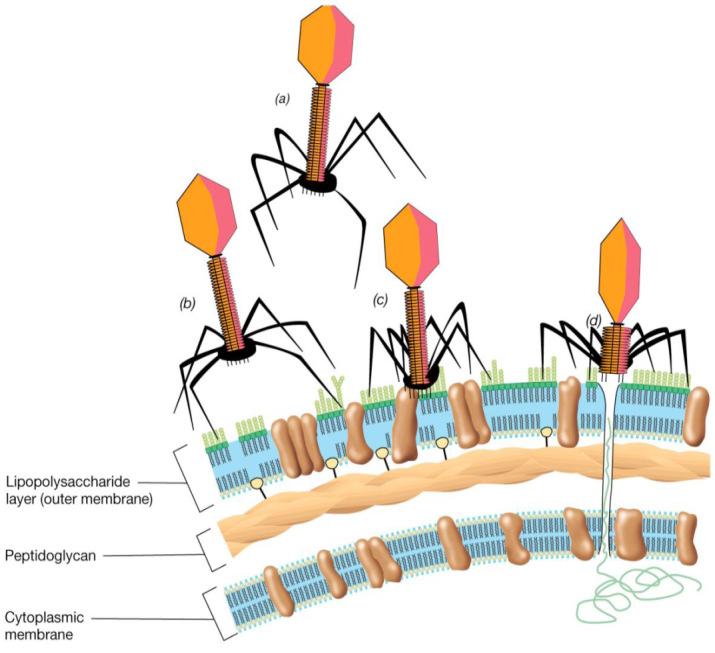 Per i batteriofagi: In seguito alla penetrazione del genoma virale o alla degradazione del capside ad opera di proteine enzimatiche cellulari e virali, l acido nucleico libero nel citoplasma può