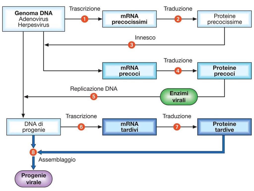 Virus a DNA 1. Trascrizione in mrna precoce 2. Sintesi delle proteine precoci, non strutturali:-enzimi replicativi 3.