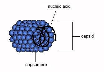 a. Virus a simmetria