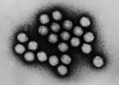 Virus a simmetria