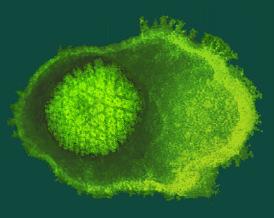 fosfolipidi e glicoproteine e deriva dalle