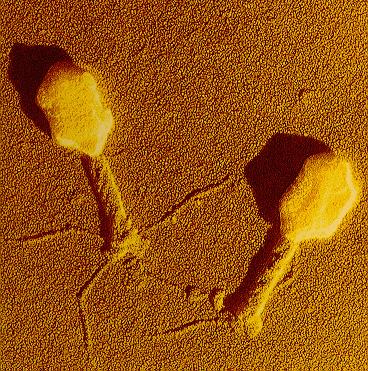 d. Virus a simmetria complessa = struttura binaria batteriofagi Classificazione dei virus Struttura (dimensioni, morfologia) Tipo di acido nucleico [virus a DNA, virus a RNA (doppio,