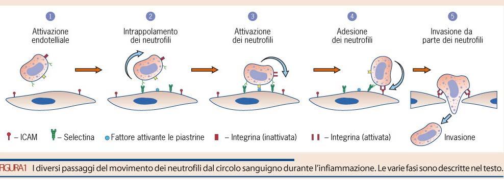 Ruolo dell adesione cellulare nell infiammazione Deficienza di adesione