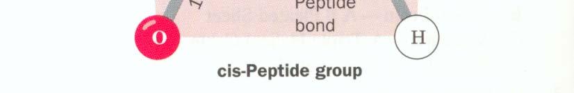 assume la conformazione cis (~8 kj mol -1 meno stabile