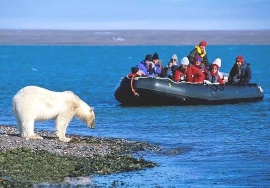 L'intera area è piena di uccelli migratori, tra cui numerose specie rare, approfittando della fecondità dell estate con 24 ore di luce al giorno.