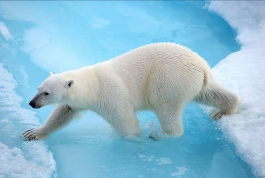 9 giorno / Longyearbyen sbarco e partenza in aereo arrivo in Italia Sbarco dopo l arrivo e trasferimento in aeroporto.