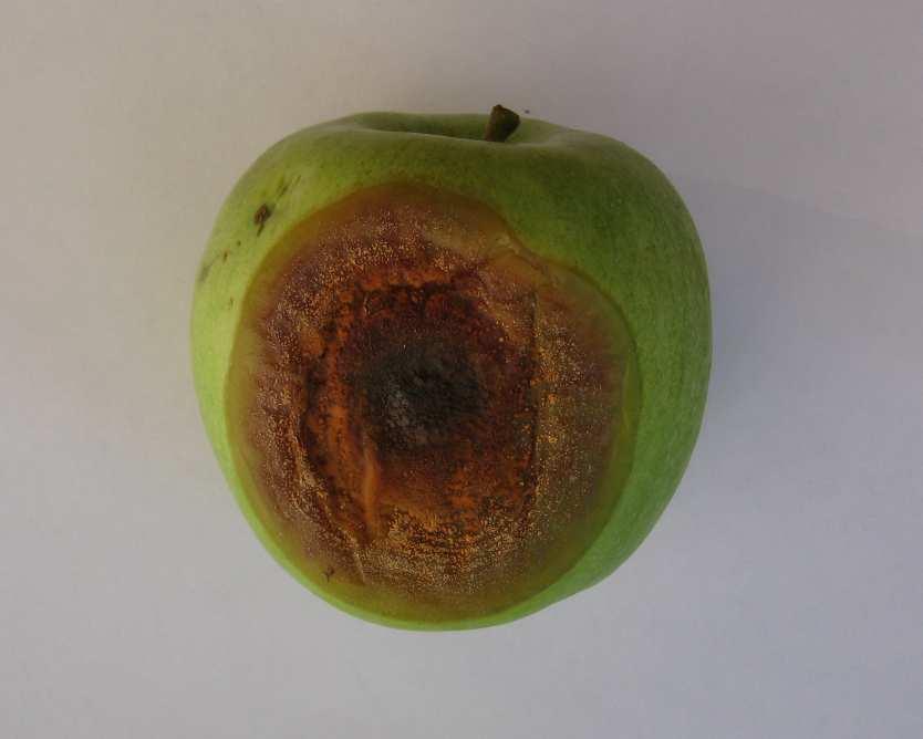 Botryosphaeria spp. Ad inizio settembre sono stati segnalati casi di marciumi su frutti nella varietà Granny Smith.