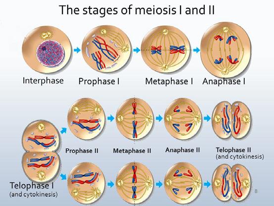 Meiosi http://images.slideplayer.com/24/7352694/slides/slide_8.jpg Meiosi [1] E un tipo specializzato di divisione cellulare che dimezza il numero di cromosomi.
