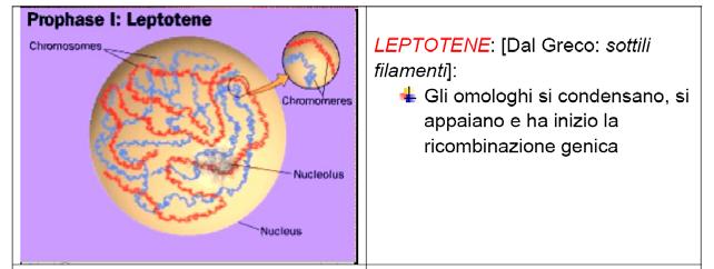 LEPTOTENE 2.