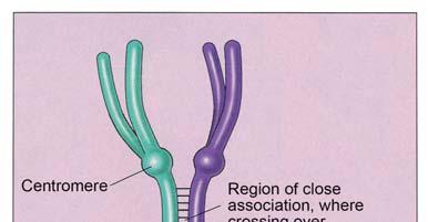 Appaiamento dei cromosomi