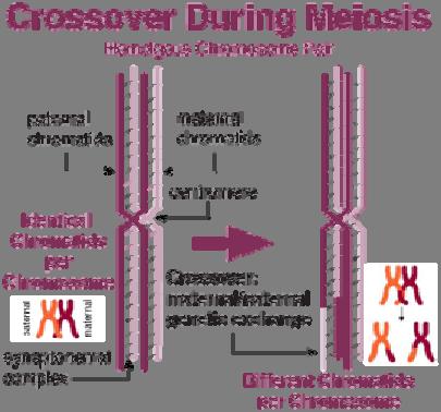 «cross over» Anafase I: I «crossing over» si sistemano per permettere