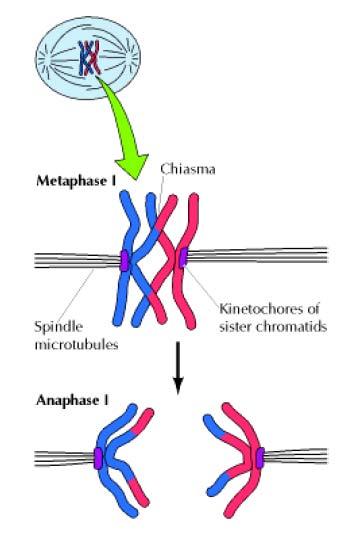 Segregazione dei cromosomi nella meiosi I. Nella metafase I, i cinetocori dei cromatidi fratelli sono o fusi o adiacenti uno all altro.