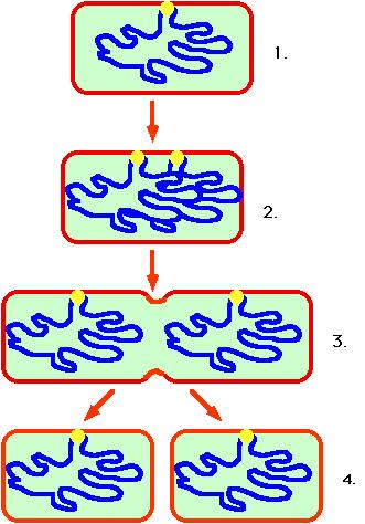 Cellule germinali Cellula germinale: qualsiasi cellula che dà origine ai gameti negli organismi che si riproducono sessualmente.