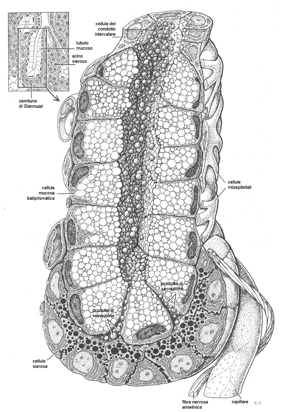 Giannuzzi cellula mucosa cellule mioepiteliali cellula