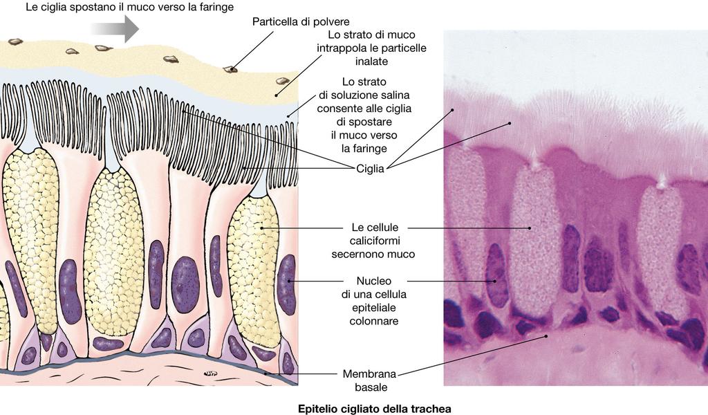 VIE AEREE soluzione salina muco polvere ciglia cellula mucipara Epitelio respiratorio ciliato