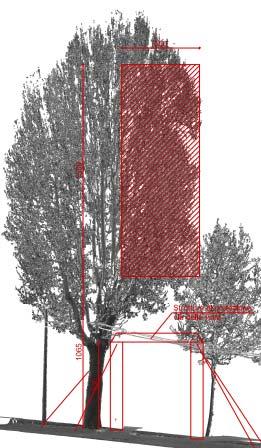 Fig.8-9: profilo della chioma con sovraposizione della vegetazione da eliminare per il passaggio della passerella e foto della chioma. Durante i sopralluoghi è stato preso in esame anche il platano n.
