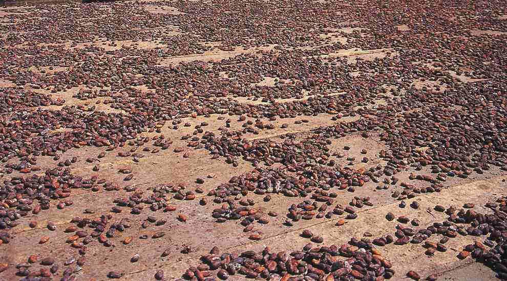 La strada che hanno scelto per valorizzare la propria produzione è quella del cacao biologico, che assicura prima di tutto un miglior prezzo di vendita e