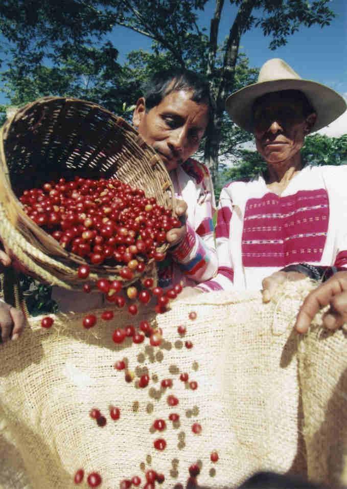 UCIRI Paese: Messico Fondazione: 1983 Coinvolge: 1.900 circa soci di 64 comunità indigene Web: www.uciri.