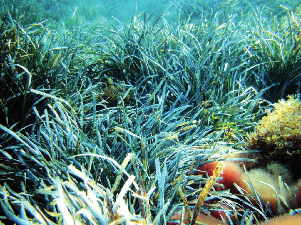 Le praterie di Posidonia oceanica costituiscono una delle biocenosi bentoniche (cioè delle associazioni di flora e fauna che vivono in stretta correlazione tra di loro in una zona del fondale marino)