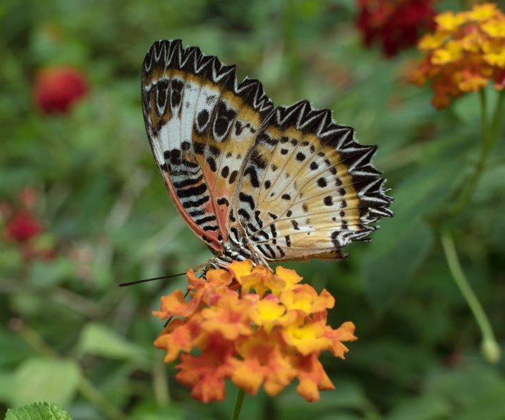 Centro e Sud America Le farfalle del genere Caligo sono note come farfalle civetta per l'evidente disegno a forma di occhio sulla pagina