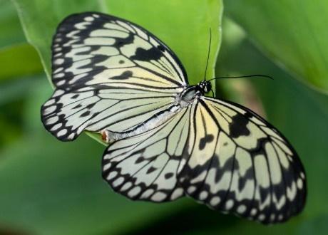 Idea leuconoe Le Idea sono riconoscibili dalla tipica livrea bianca e nera che, nelle foreste asiatiche, indica che si tratta di farfalle velenose.