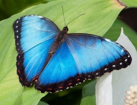 Morpho helenor Centro e Sud America La Morfo Blu è considerata una delle specie più spettacolari. Vive solo nell America tropicale.