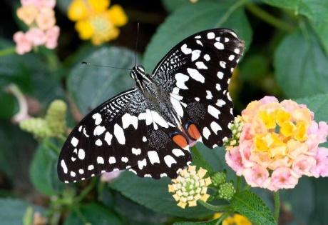 Papilio demoleus Specie affine al nostrano Macaone.