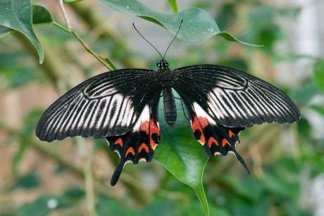 Papilio palinurus Una delle specie più spettacolari.