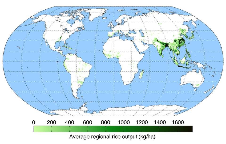 La coltivazione del riso riguarda circa il 10% delle terre coltivate al