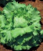 lettuce gentilina 1203 LATTUGA SALAD BOWL