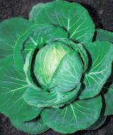 BUE GROSSO cabbage coeur de boeuf gros 1092 CAVOLO VERZA