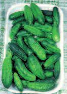 MARKETMORE 70 cucumber marketmore 70 CICORIA CATALOGNA A