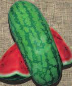 CRIMSON SWEET watermelon crimson sweet 1001 ANGURIA