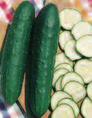 DI VERONA savoy cabbage verona 1100 CETRIOLO