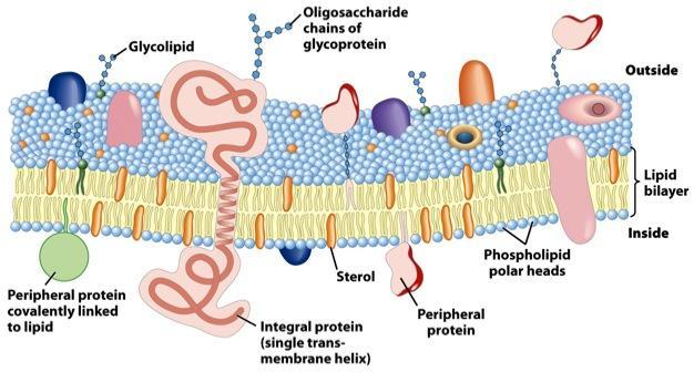 Membrana