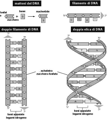 NB legame H è importante nel determinare la specificità delle coppie di basi D D 6 4 1 H2O 3 A A