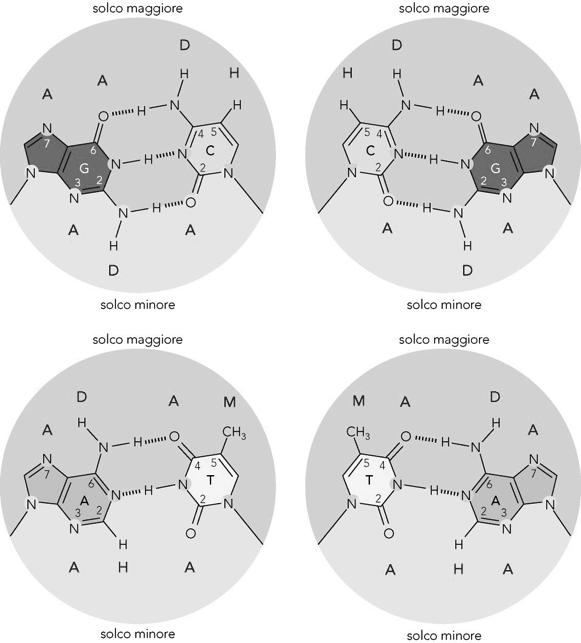 Gruppi chimici delle basi espos= nel solco maggiore e nel solco minore del DNA.