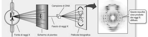 diffrazione ai raggi X del DNA - - fascio di raggi X, inviato al cristallo, viene deflesso dagli atomi e/o molecole del reticolo cristallino immagine dei raggi X viene registrata su una lastra