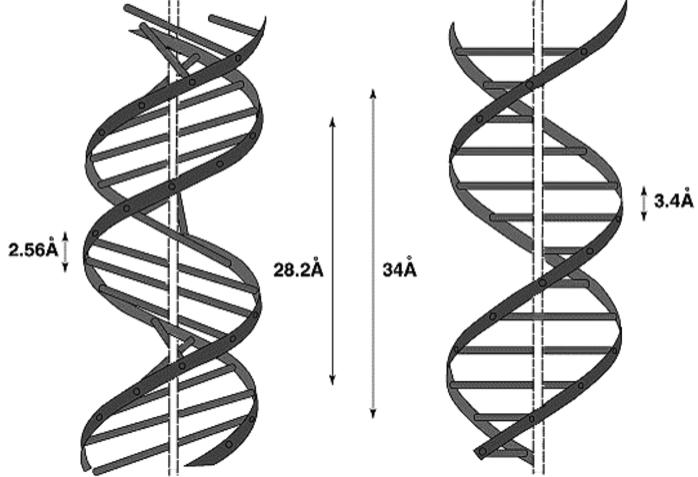 A- DNA B- DNA scoperta da Rich et al.