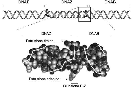 di DNA Z da Biologia Molecolare -