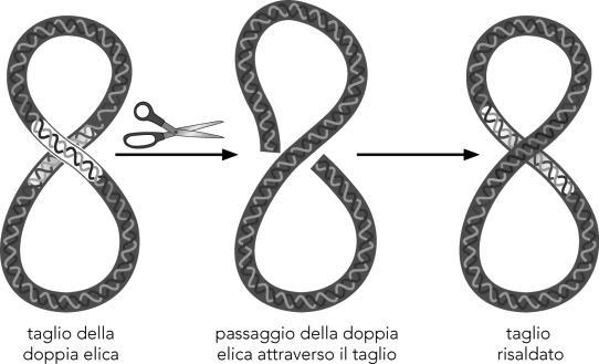 Le topoisomerasi catalizzano questa reazione mediante un processo a tre tappe: 1)