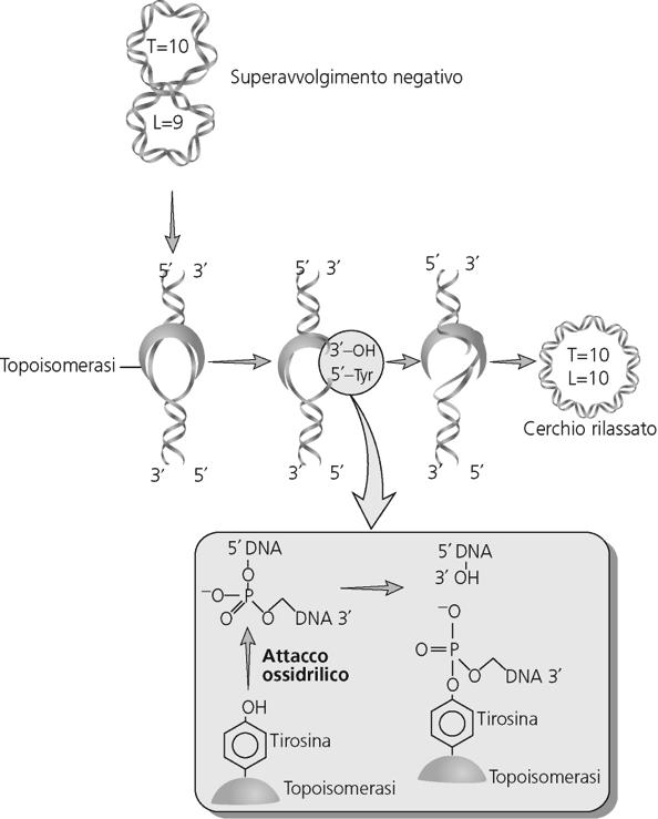 topoisomerasi di tipo I topoisomerasi di tipo I catalizza l aumento del numero di legame (L) di una unità (+1) ad ogni ciclo catalitico: esso favorisce pertanto il rilassamento del DNA superavvolto