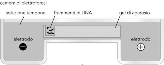 Il DNA, carico ( ) a ph neutro, migra verso il