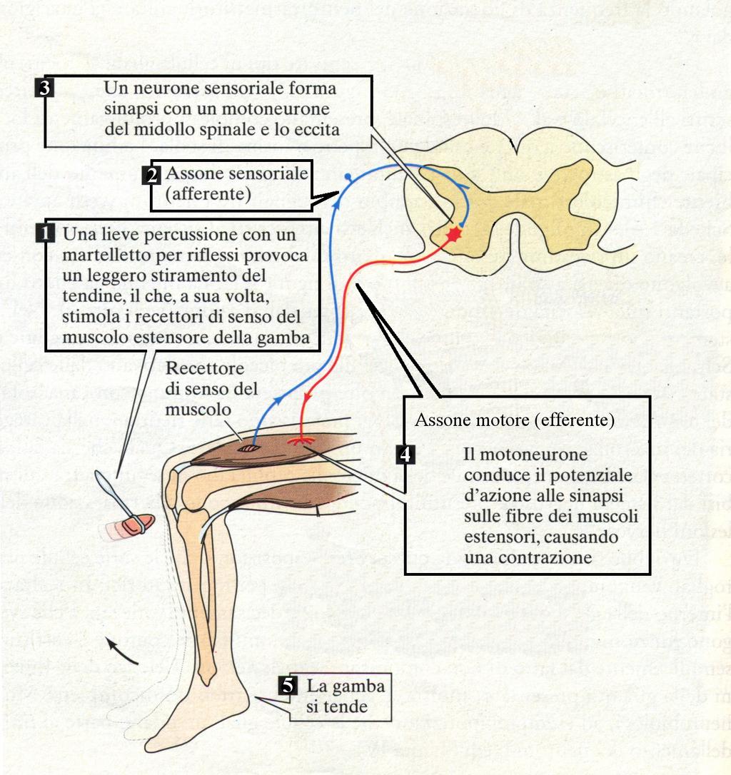 IL RIFLESSO PATELLARE UN RIFLESSO: MONOSINAPTICO SEGMENTALE ESTENSORIO DA STIRAMENTO