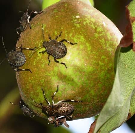 dai monitoraggi di campo I trattamenti realizzati per il controllo della cimice